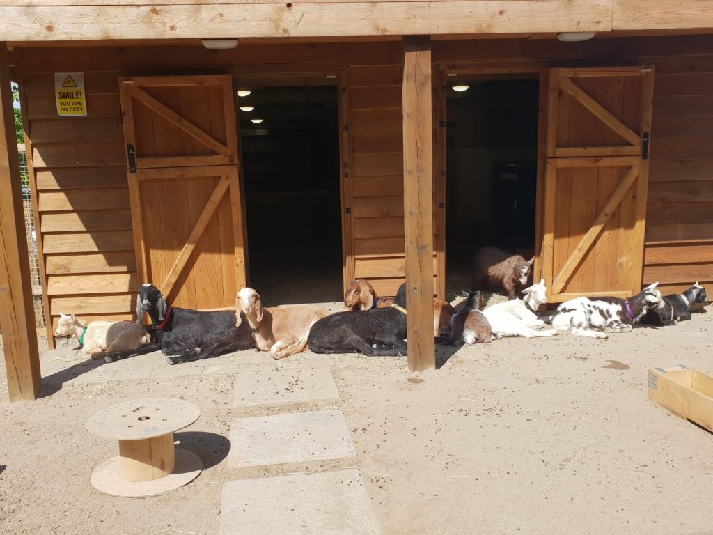 Goat Therapy for Young People at CATCH&nbsp;Leeds
