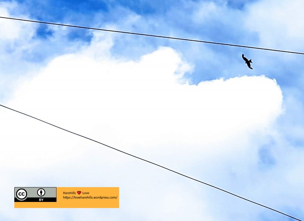 Red Kites Soaring Over&nbsp;Harehills