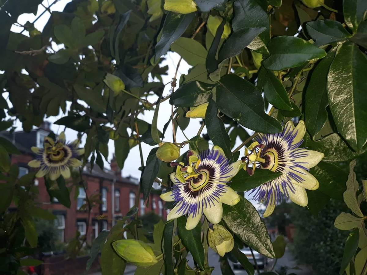 Harehills in Bloom